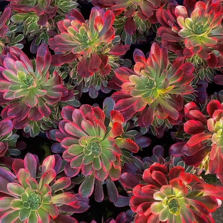 金丝雀一颗多肉植物