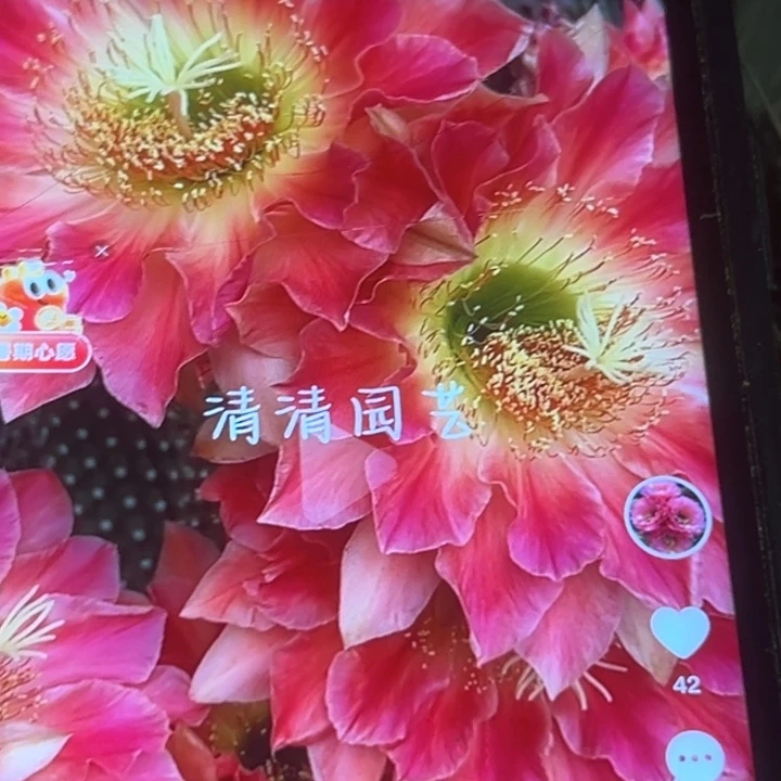 清清3-167侧牙瑕疵黑点