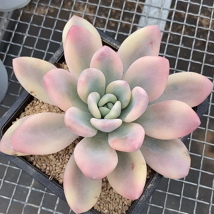 奥普琳娜彩锦多肉