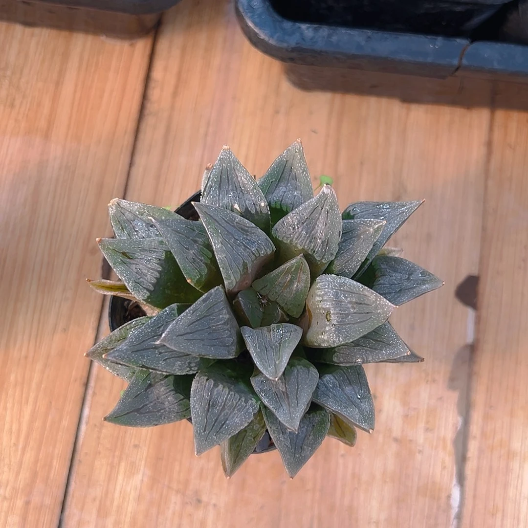 白沙玉露多肉多肉多肉一颗