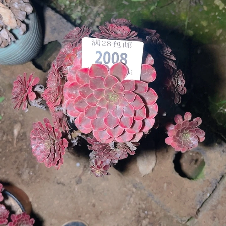酒***爷2008黑同白多肉植物