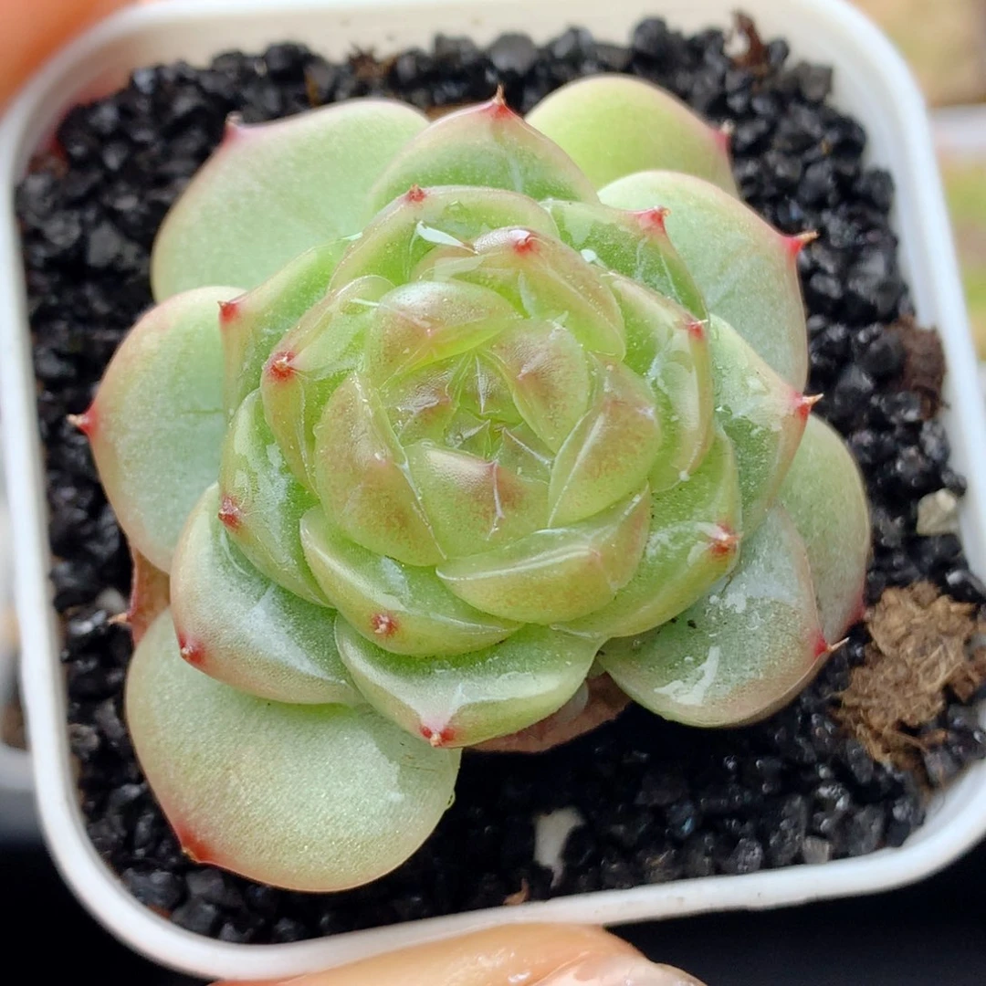 58包邮  群生不包整41