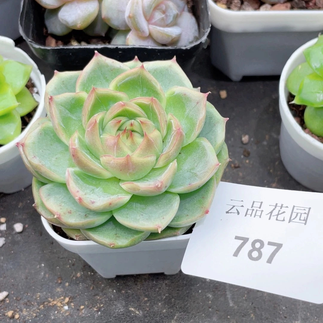 787号糖心冰心珍妮