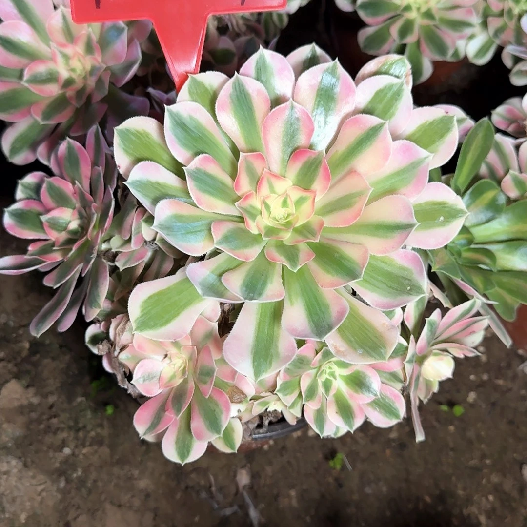 4-827粉女巫多肉法师