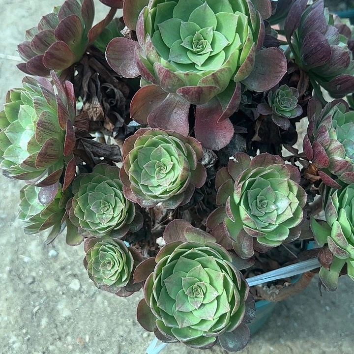 秋***云0733黑膜多肉植物