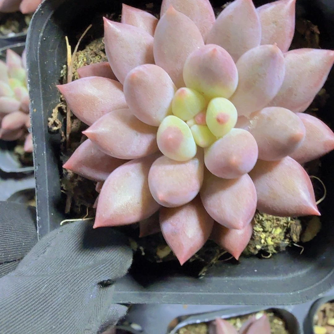完全开放精品红蜻蜓多肉植物
