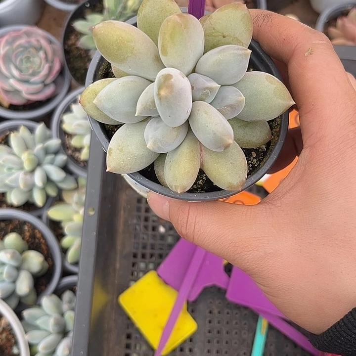 多肉植物胖体哥特491