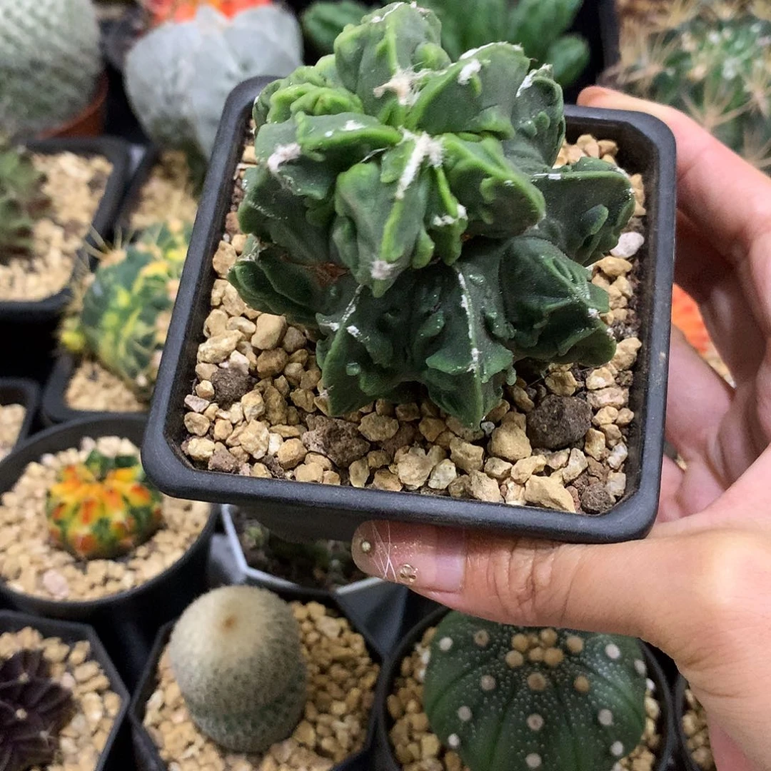 当前无花栽培后可以开花实生根核桃