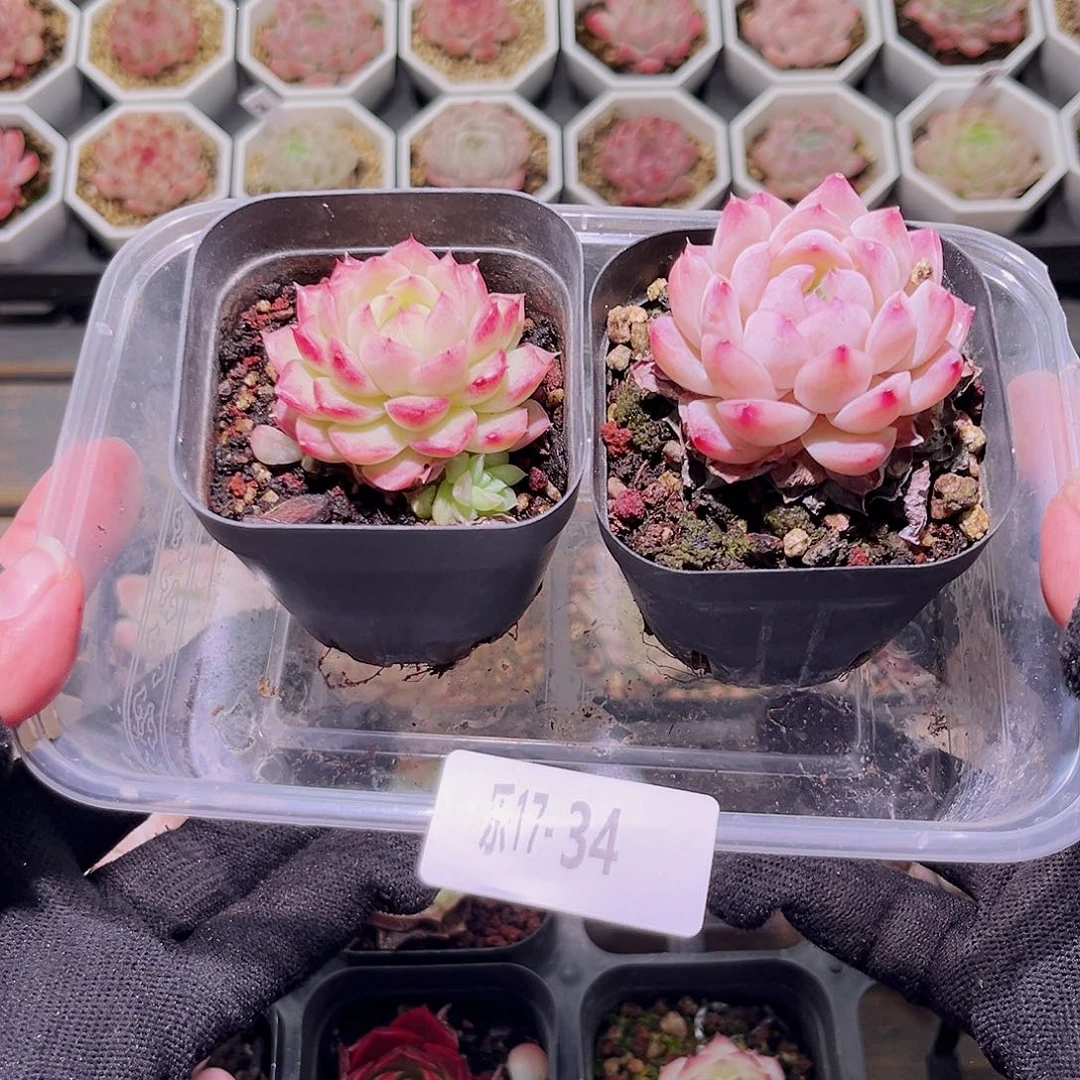 乐然17-34 多肉2颗