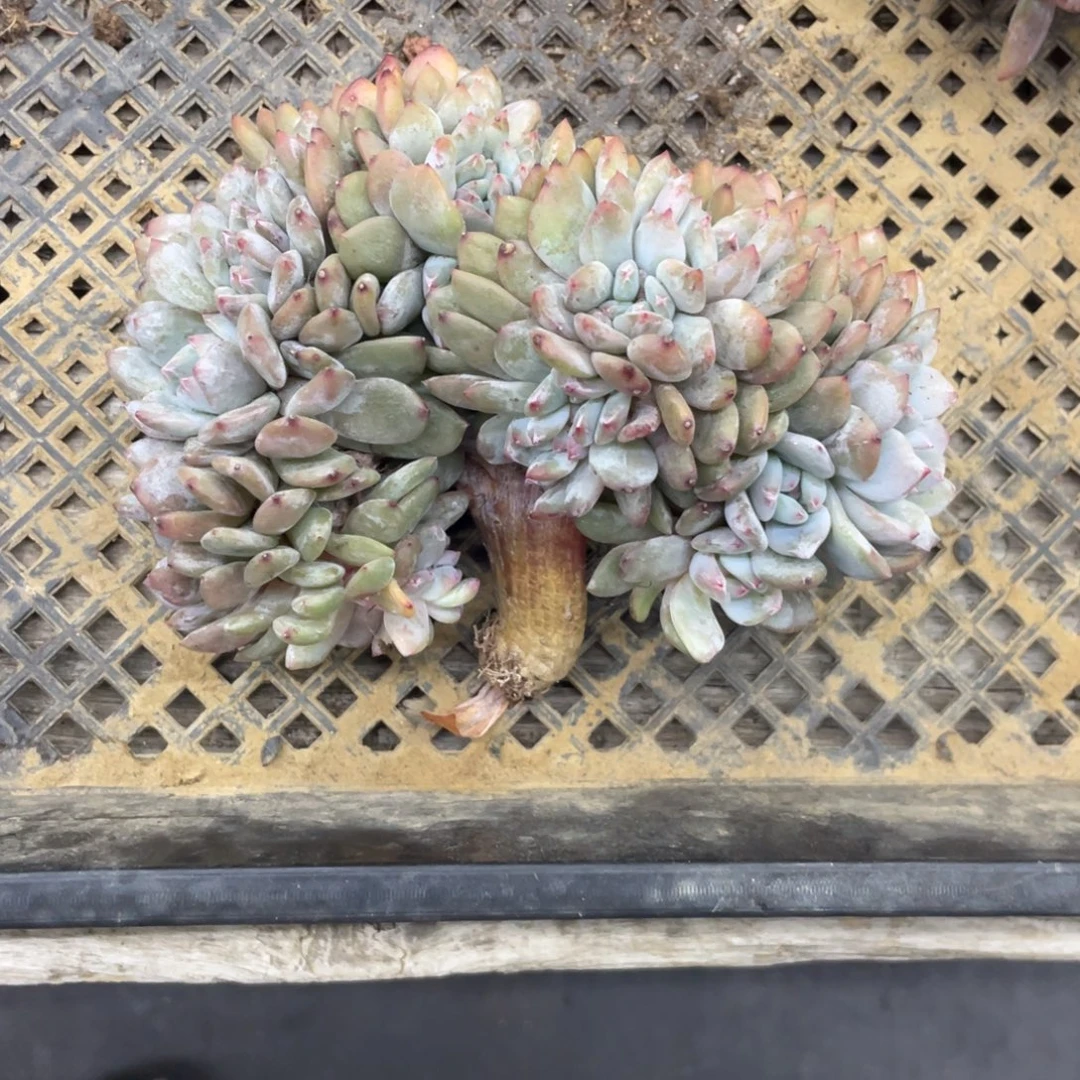 马***2石榴子星影缀化底切繁殖