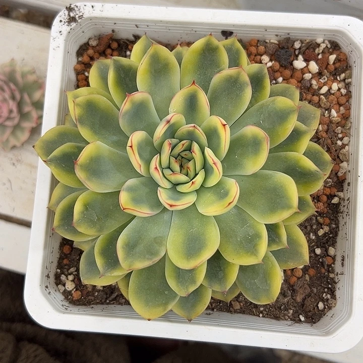 荷花锦大单头多肉植物