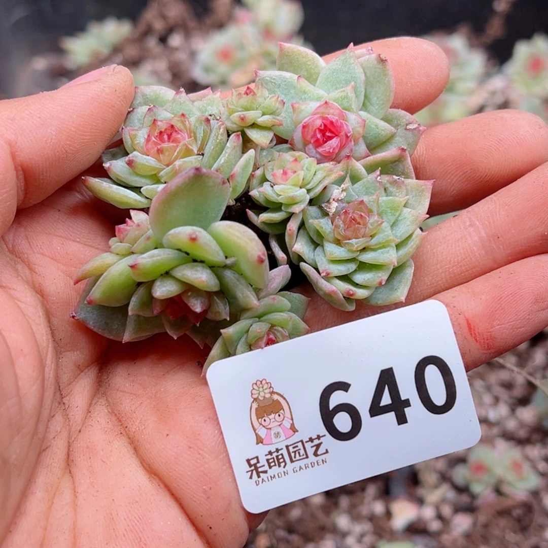 多肉植物多肉植物