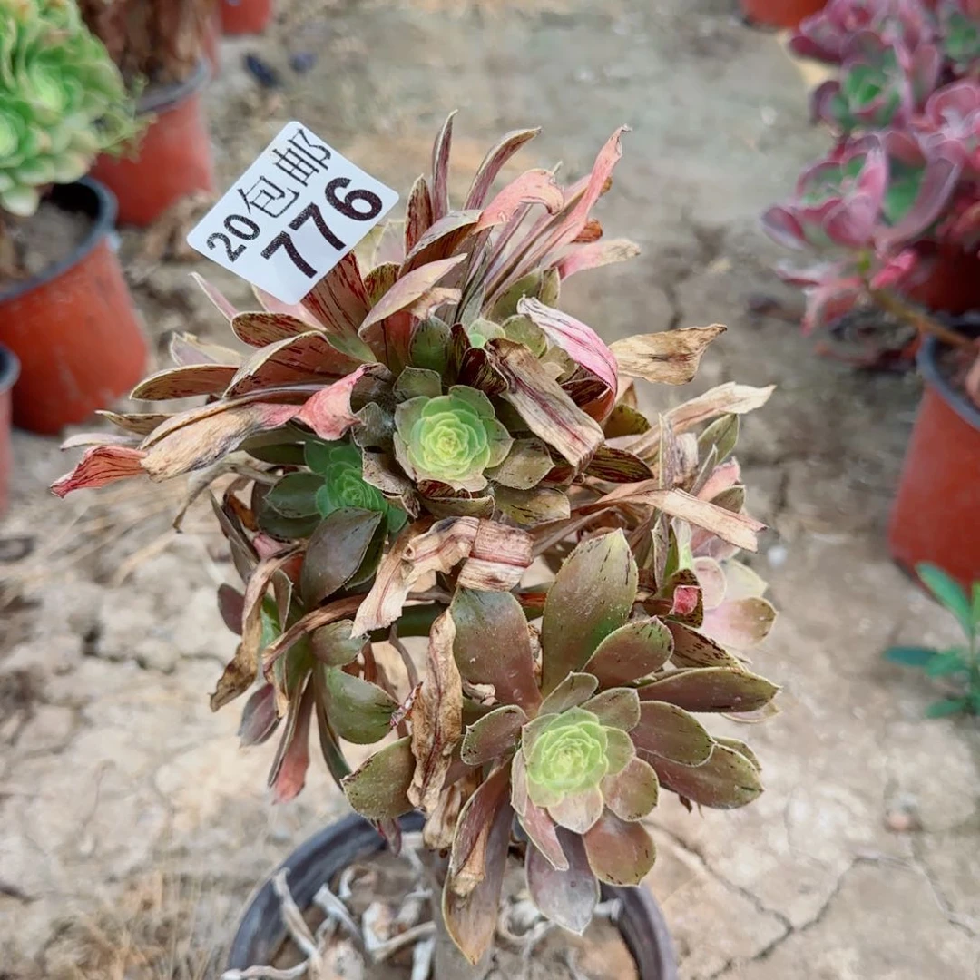 金缕多肉776满20包邮断枝不包