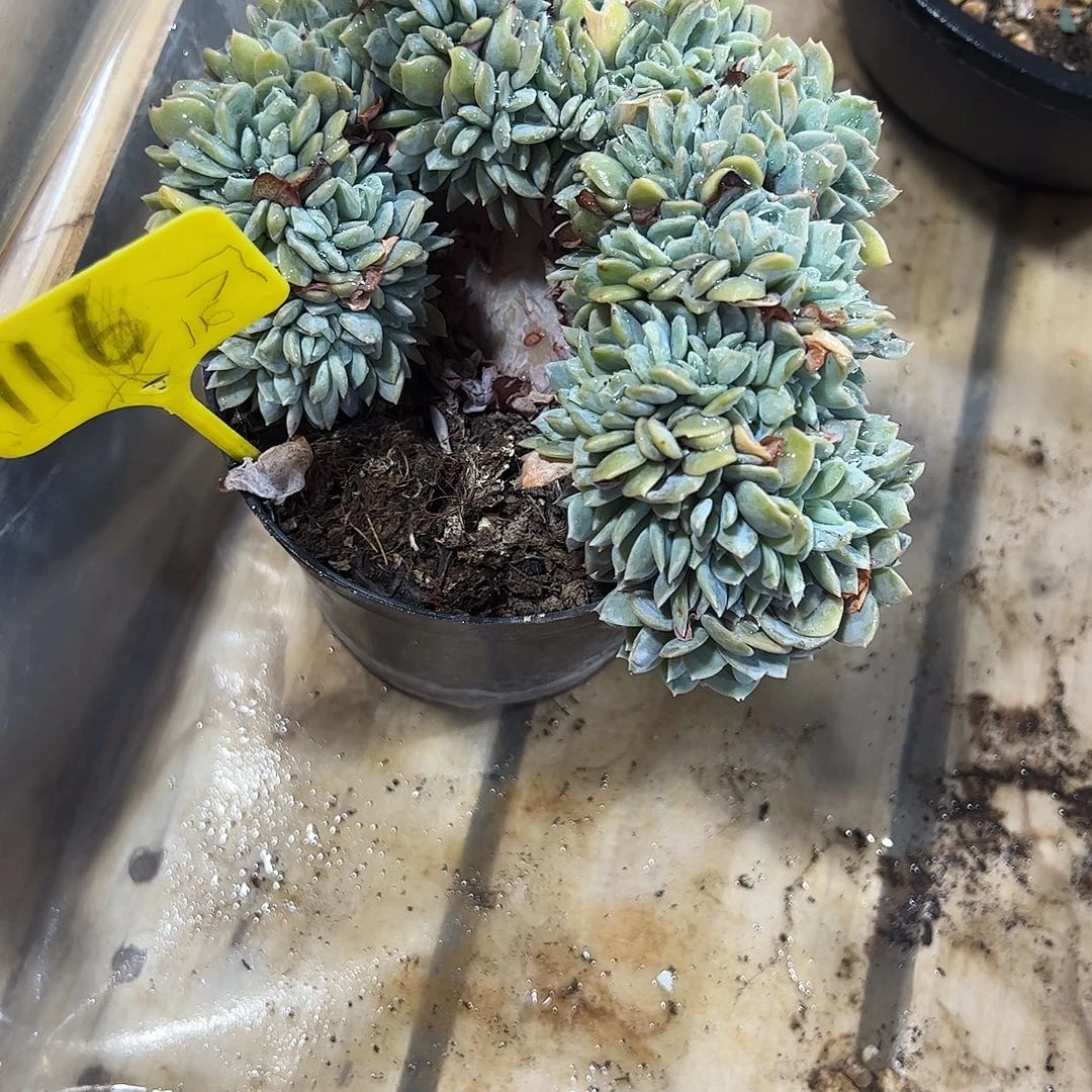 白茶缀化多肉植物