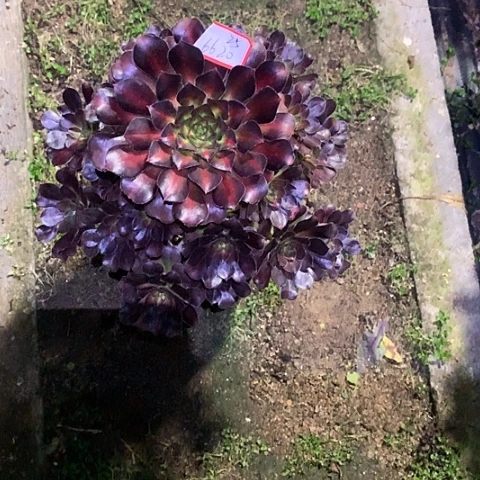 原****?6620晚霞多肉植物