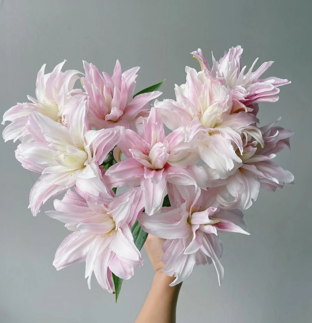 （曼曼）粉白色重瓣百合15-20个花苞含3个花苞防损鲜花任意2单包邮