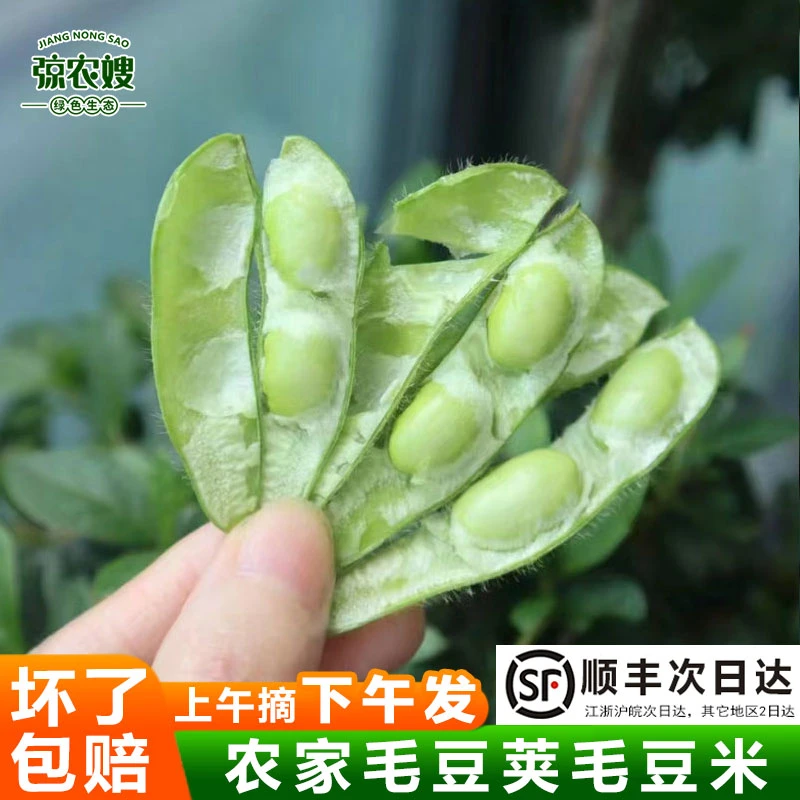 苏北农家新鲜毛豆带壳现摘现发毛豆角不泡水大青豆嫩毛豆毛豆粒米