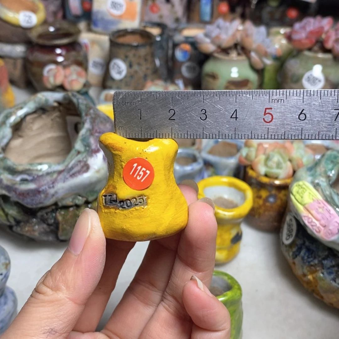 拍5送一个小礼物不含多肉