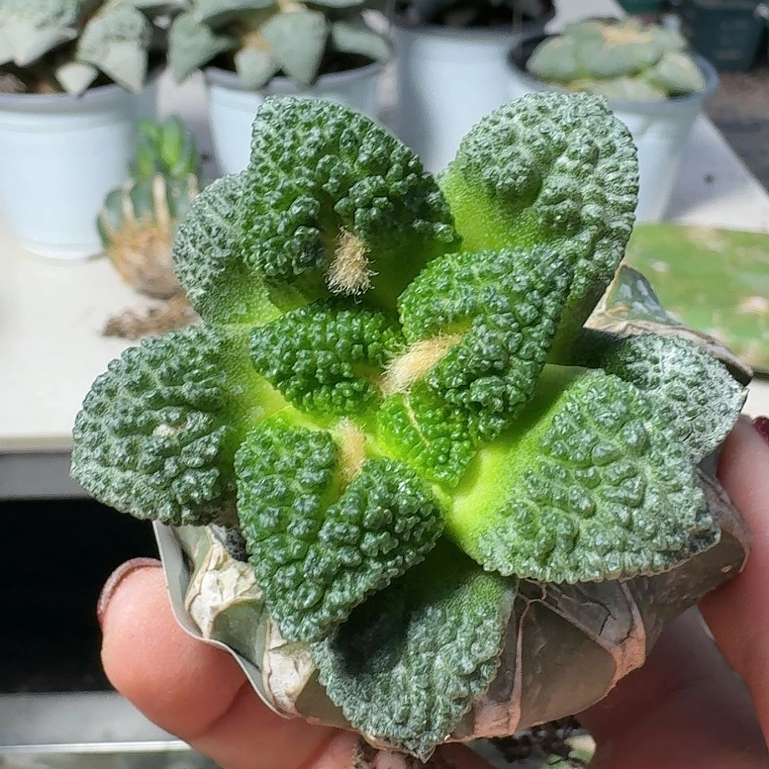 【闪购商品】无花朵魏*密尤哥斯拉541