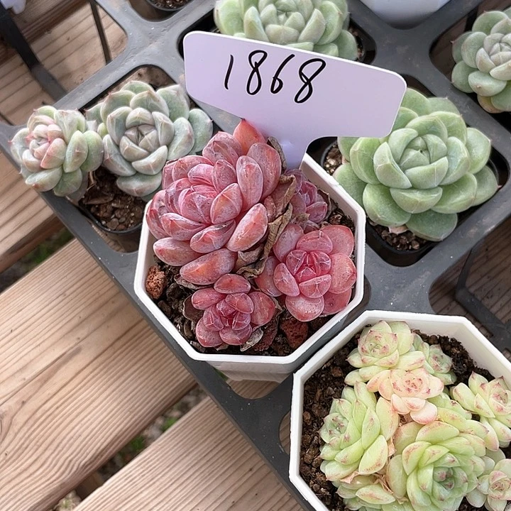 薇薇安园艺多肉1868
