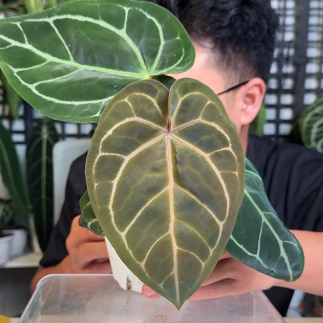 无花朵一物一拍W39