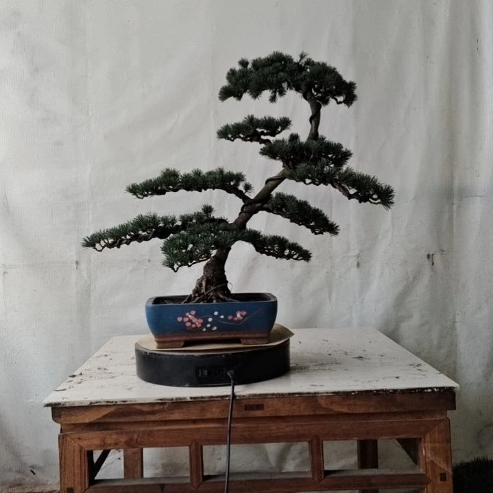五针松老盆口老桩老