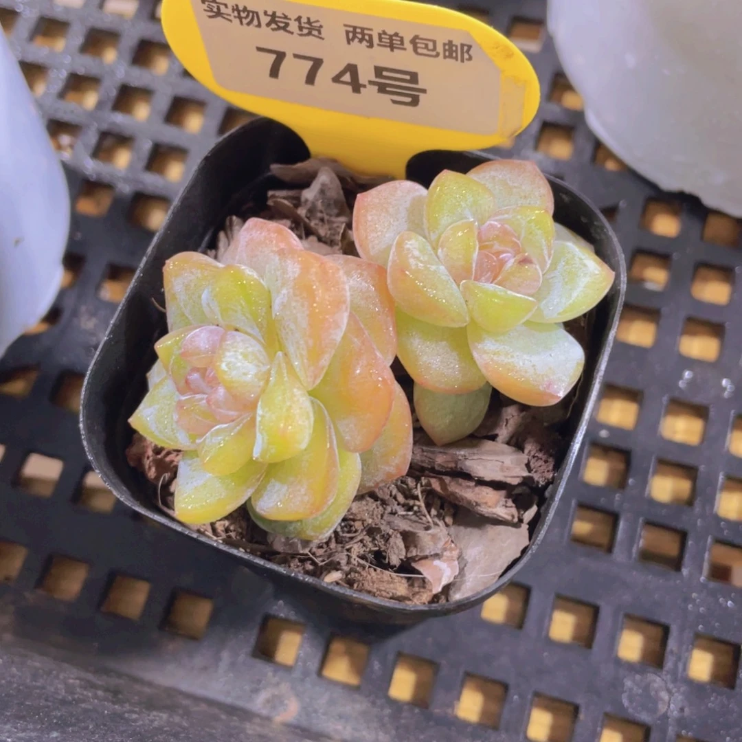 774号 大福利天花板大白兔