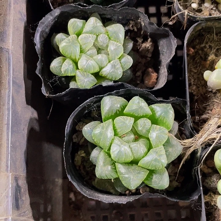 姬玉露2.8带盆土发