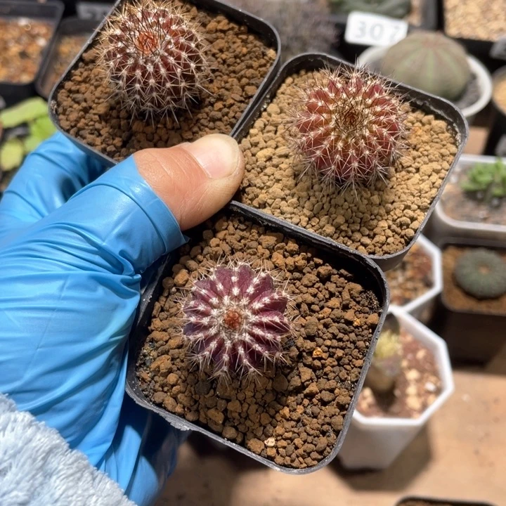 花****。352实生紫色尤伯球3颗