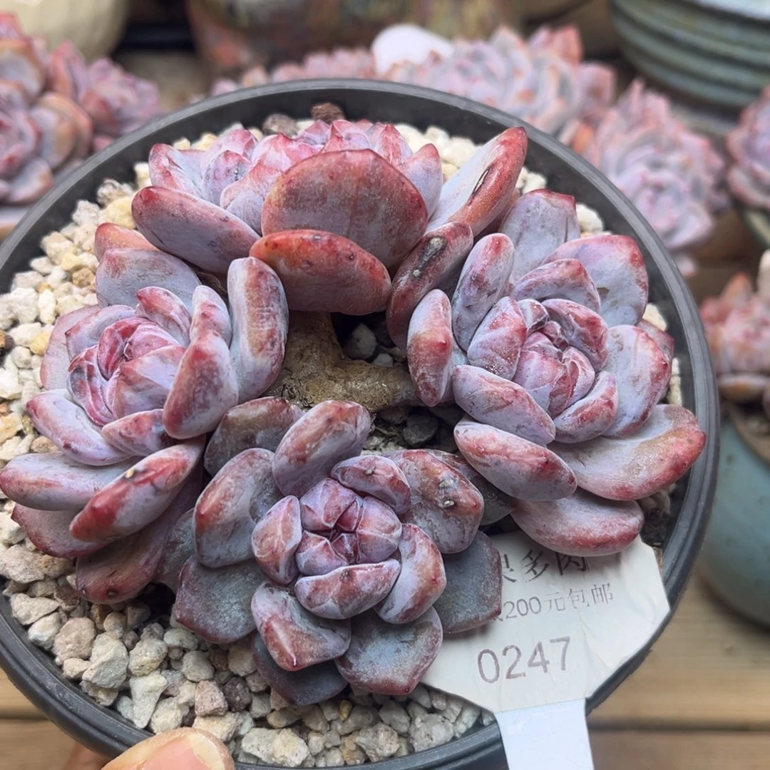石化247/12cm4头多肉