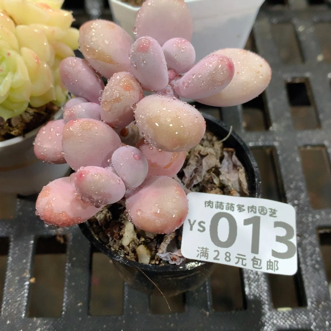 肉萌萌拇指盆精控多肉YS013