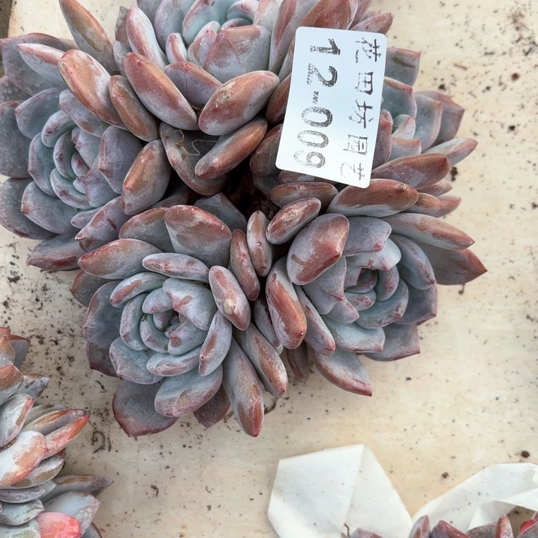 长*12.009石榴籽朵朵缀