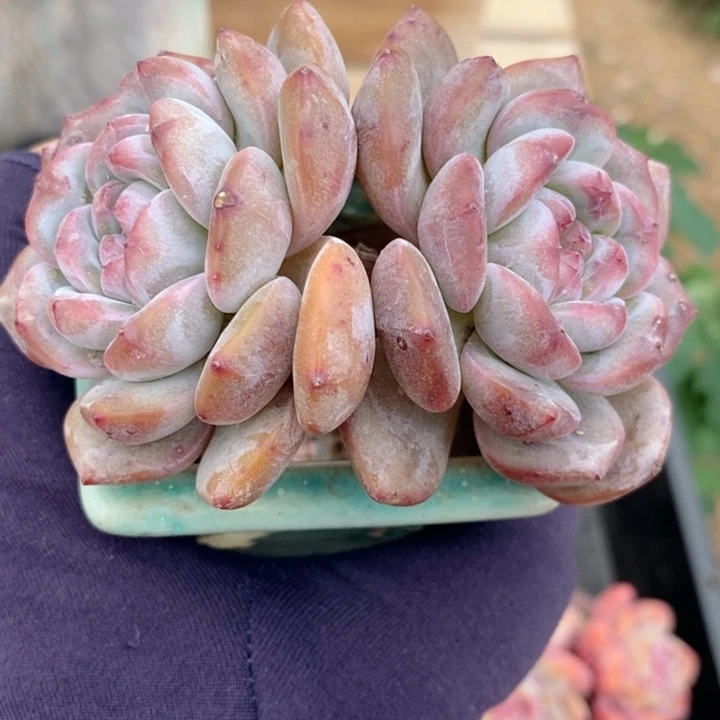 石榴籽 h h k p 66666