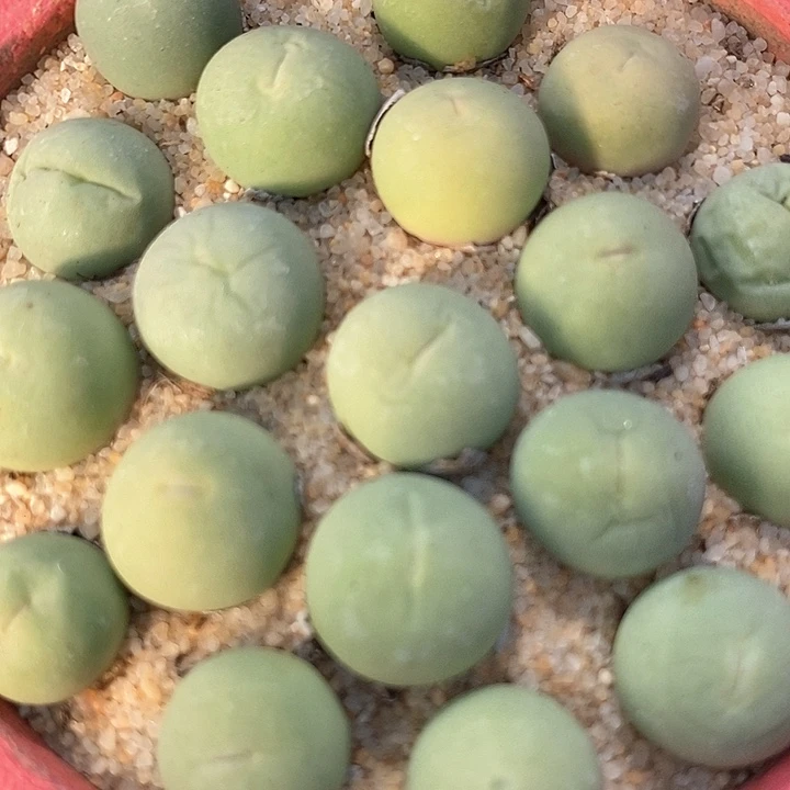 鸽子蛋一颗 1厘米  买5送1