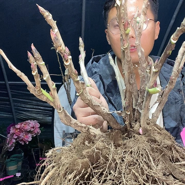 完全开放似**痕卷叶红