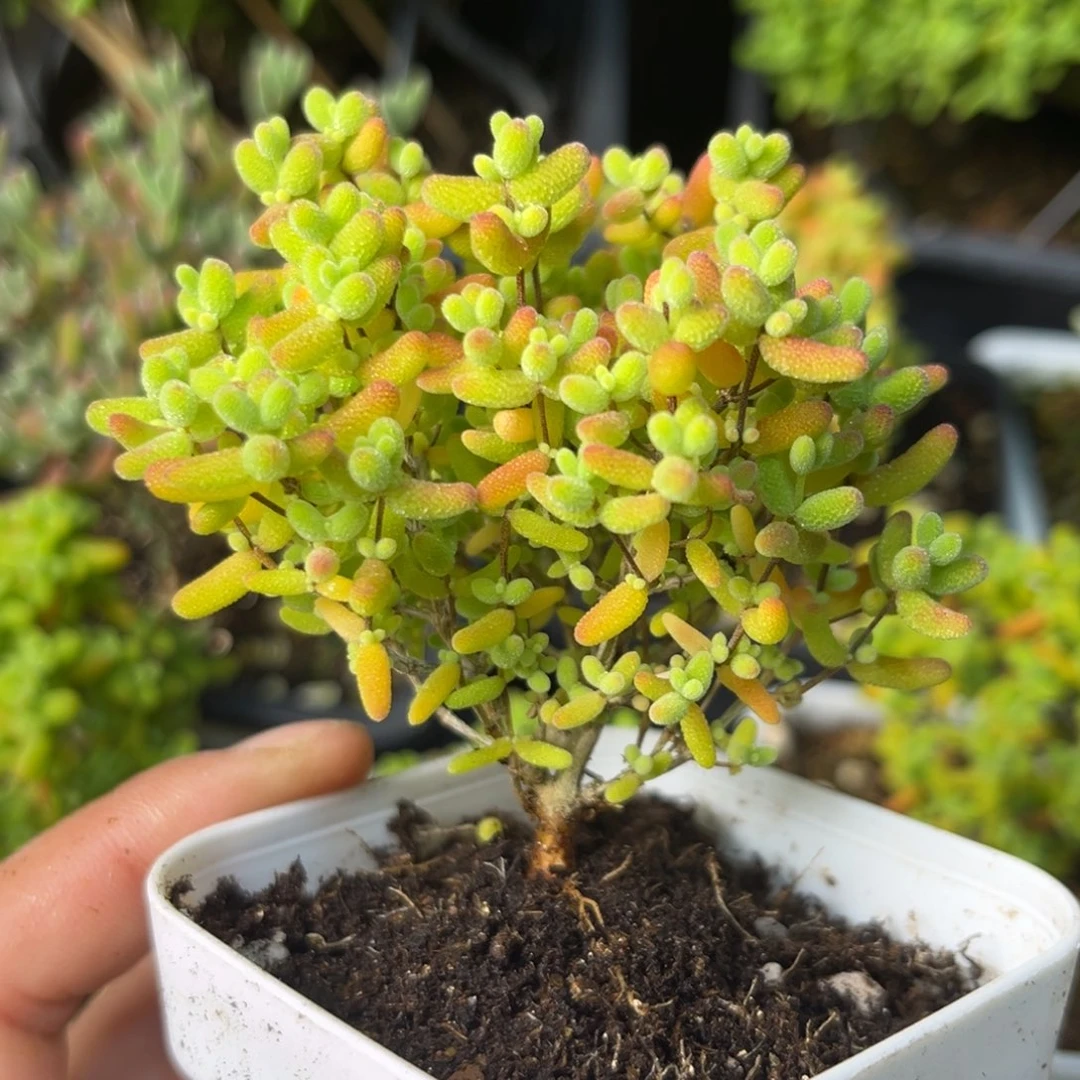 蜜桔。