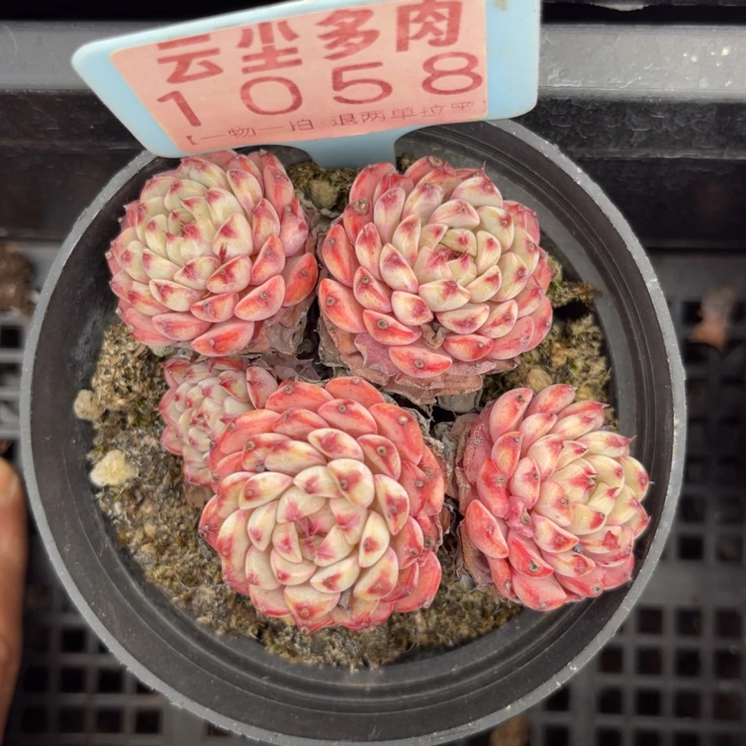 云尘多肉一物一拍1058