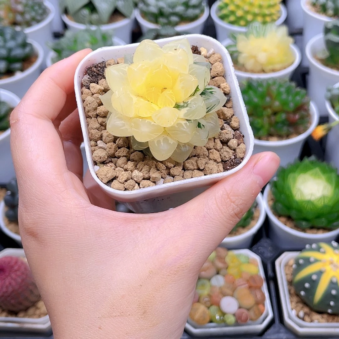 冰灯玉露锦，白盆