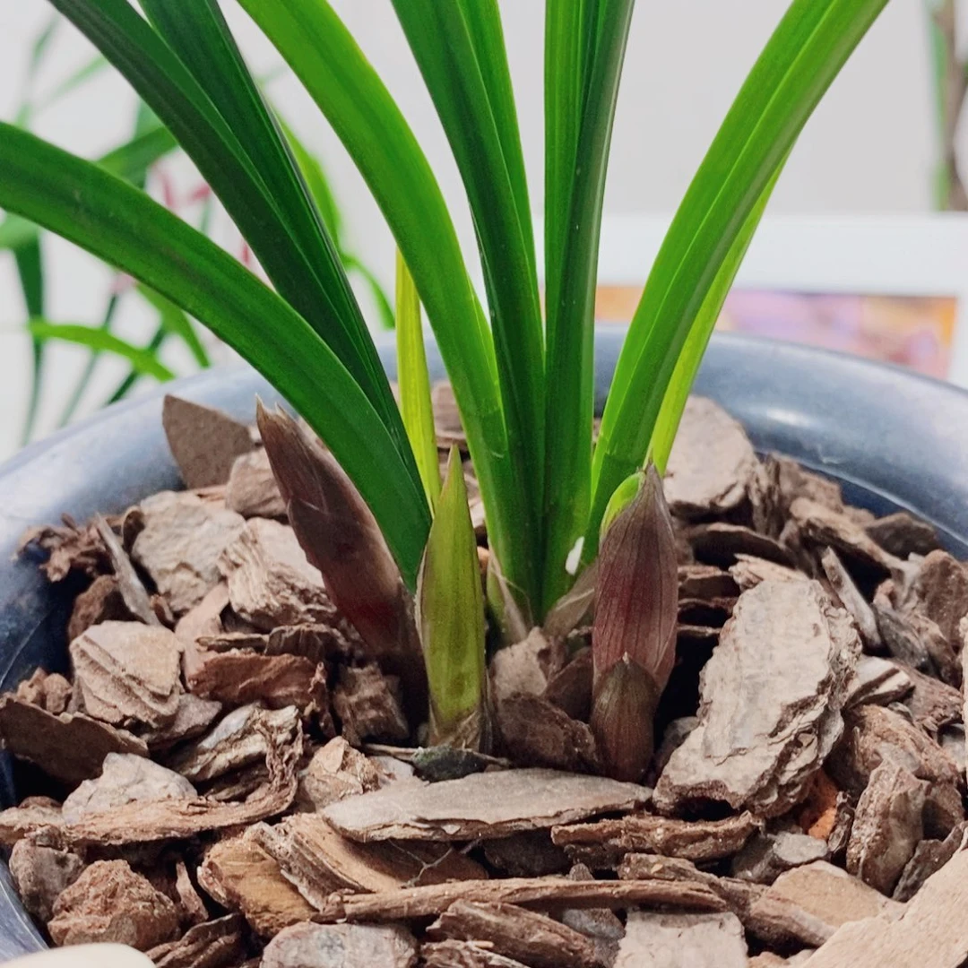 平***仔大部分花苞少量开放