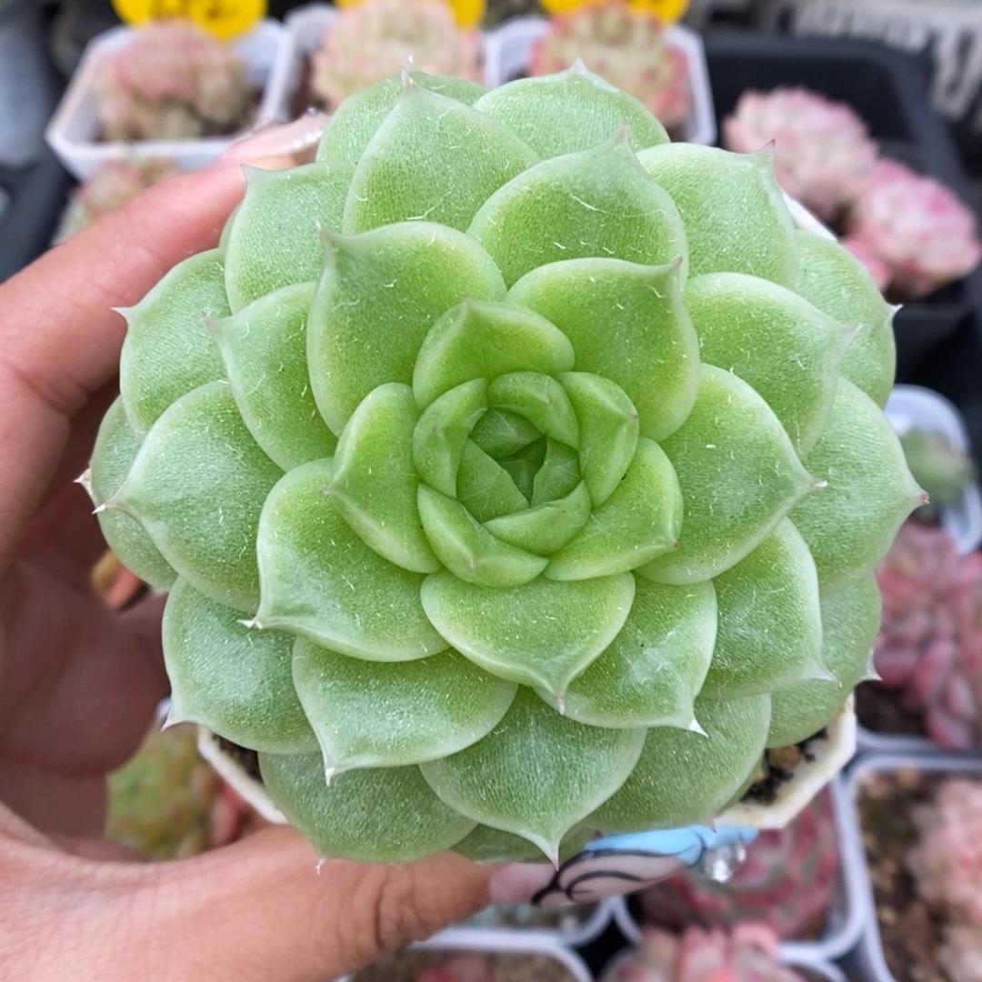 晶体麦秆可拍1050号