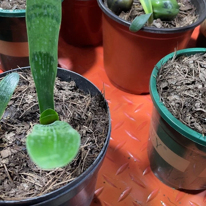 兴***友完全开放君子兰四季开花稀释甲醛