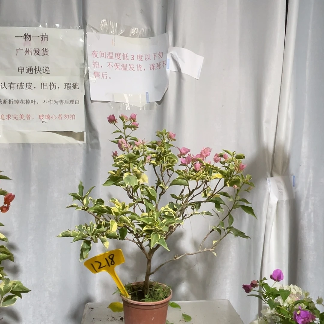 当前无花栽培后可以开花1218蜡染粉