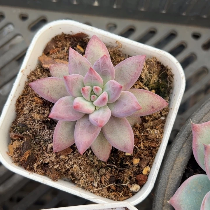 虞美人 羽毛纹 不单独发货