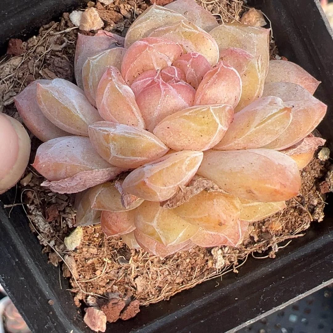 小卡拉米糖心一物一拍