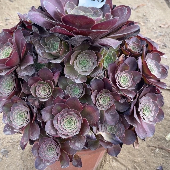 无花朵265多肉植物魅金玫瑰