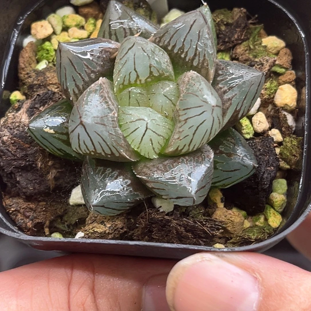 152霓虹灯×龙鳞发发发发发发