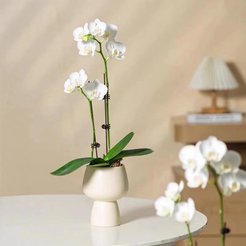 蝴蝶兰带花苞花剑客厅室内桌摆鲜花绿植盆栽节日送礼年宵花好养