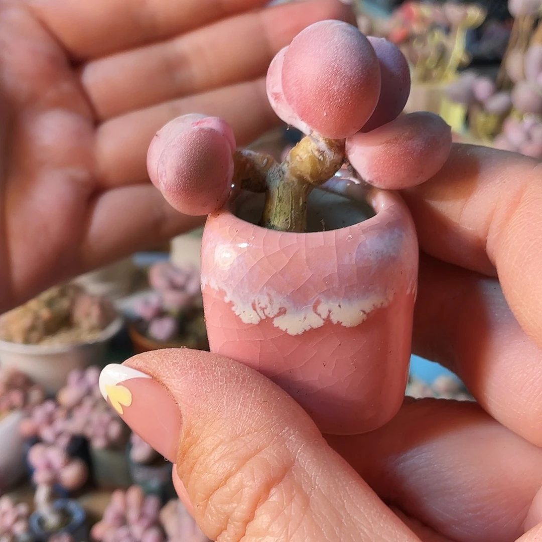 笨*多肉植物的生长发育与生长