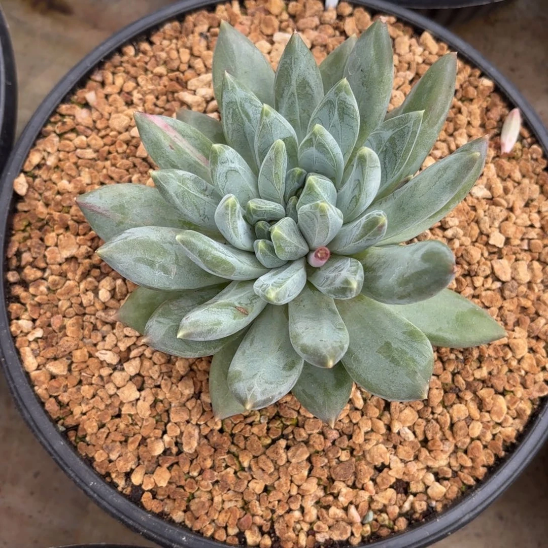 布羞妹妹的双心重楼寄养