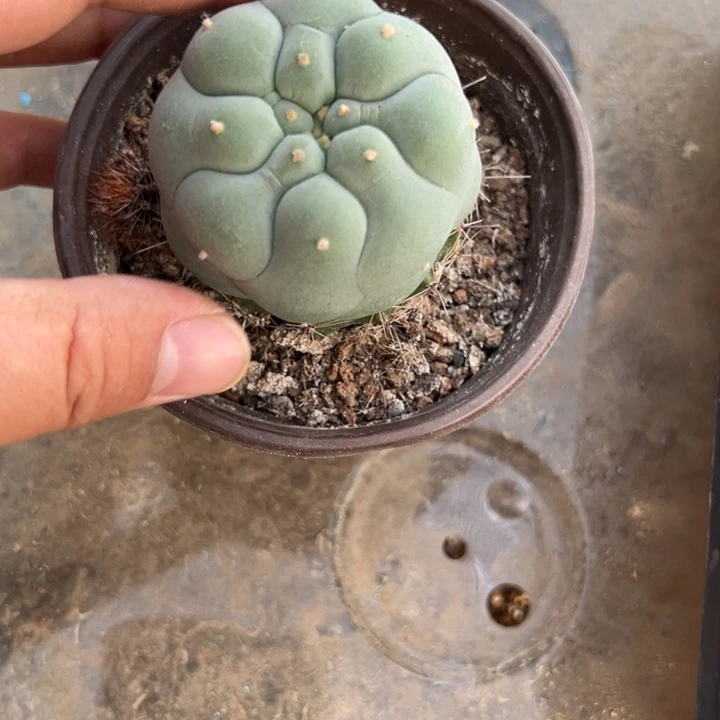 海鲜仙人球2021号